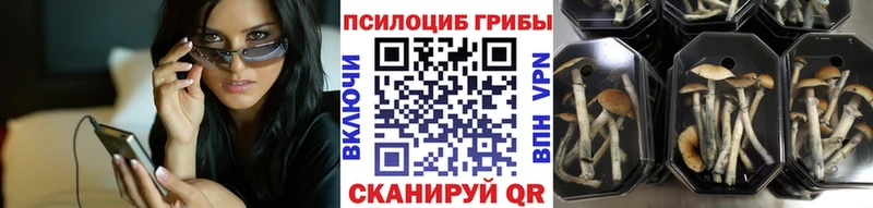 наркота  Енисейск  Галлюциногенные грибы Psilocybine cubensis 